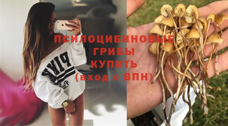 Псилоцибиновые грибы Psilocybe  Иркутск 